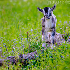 Attēlu rezultāti vaicājumam “Capra juvenile”