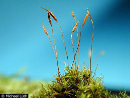 Attēlu rezultāti vaicājumam “Didymodon rigidulus”