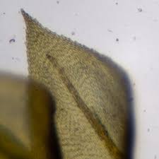 Attēlu rezultāti vaicājumam “Eurhynchium hians”