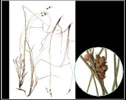 Attēlu rezultāti vaicājumam “Carex globularis”