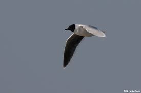 Attēlu rezultāti vaicājumam “Larus minutus adult”