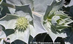 Attēlu rezultāti vaicājumam “Eryngium maritimum leaf”
