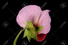 Attēlu rezultāti vaicājumam “Pisum sativum flower”