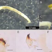Attēlu rezultāti vaicājumam “Chironomidae larvae”
