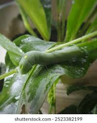 Attēlu rezultāti vaicājumam “Corizus hyoscyami imago”