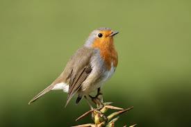 Image result for Erithacus rubecula