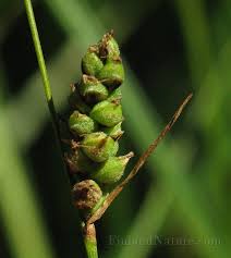 Attēlu rezultāti vaicājumam “Carex globularis”