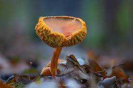 Attēlu rezultāti vaicājumam “Xerocomus subtomentosus”