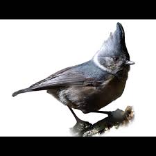 Attēlu rezultāti vaicājumam “Lophophanes cristatus adult”