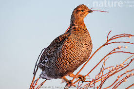 Image result for Tetrao tetrix