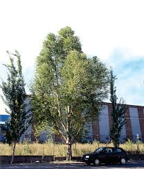 Attēlu rezultāti vaicājumam “Populus simonii”