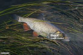 Image result for Squalius cephalus