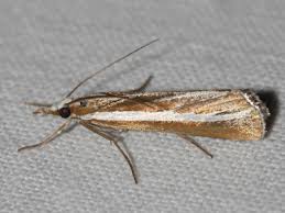 Attēlu rezultāti vaicājumam “Catoptria fulgidella”