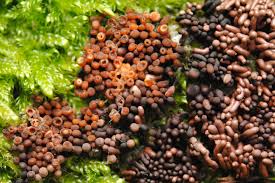 Attēlu rezultāti vaicājumam “Arcyria stipata”