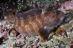 Image result for Anarhichas minor