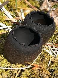 Attēlu rezultāti vaicājumam “Craterium sp.”