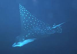 Image result for Aetobatus narinari