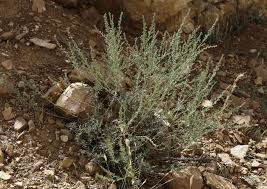Attēlu rezultāti vaicājumam “Artemisia campestris”
