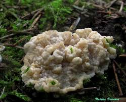 Attēlu rezultāti vaicājumam “Phlebia rufa”