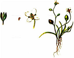 Attēlu rezultāti vaicājumam “Subularia aquatica leaf”