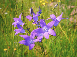 Image result for Campanula patula