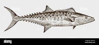 Image result for Scomberomorus maculatus