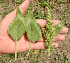 Attēlu rezultāti vaicājumam “Amaranthus retroflexus”