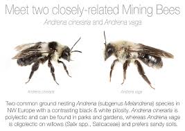Attēlu rezultāti vaicājumam “Andrena vaga”