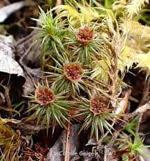 Attēlu rezultāti vaicājumam “Polytrichum juniperinum”