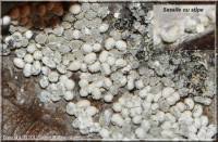 Attēlu rezultāti vaicājumam “Claustria didermoides macro”