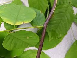 Attēlu rezultāti vaicājumam “Cladrastis kentukea leaf”