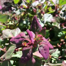 Image result for Neuseeländer Salat