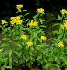 Attēlu rezultāti vaicājumam “Sedum aizoon leaf”