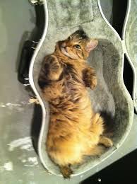 Image result for Cat sleeping in guitar