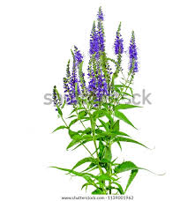 Image result for Veronica officinalis