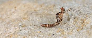 Attēlu rezultāti vaicājumam “Dasytes caeruleus imago”