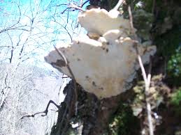 Attēlu rezultāti vaicājumam “Oxyporus”