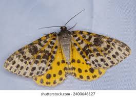 Attēlu rezultāti vaicājumam “Abraxas sylvata imago”