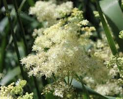 Attēlu rezultāti vaicājumam “Filipendula ulmaria  flower”