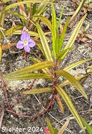 Attēlu rezultāti vaicājumam “Veronica scutellata bud”