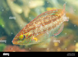 Image result for Symphodus melops