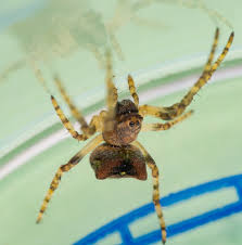 Attēlu rezultāti vaicājumam “Gibbaranea gibbosa”