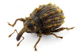 Attēlu rezultāti vaicājumam “Rhynchaenus lonicerae”