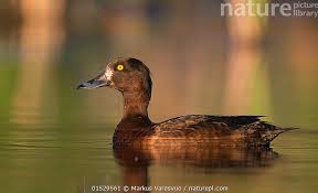 Image result for Aythya fuligula