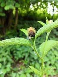Attēlu rezultāti vaicājumam “Centaurea phrygia bud”