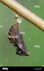 Attēlu rezultāti vaicājumam “Araschnia levana larva”