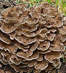 Attēlu rezultāti vaicājumam “Grifola frondosa”