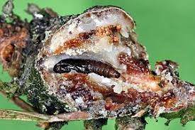 Attēlu rezultāti vaicājumam “Retinia resinella”