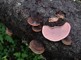 Attēlu rezultāti vaicājumam “Fomitopsis rosea”