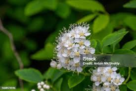 Attēlu rezultāti vaicājumam “Spiraea chamaedryfolia flower”